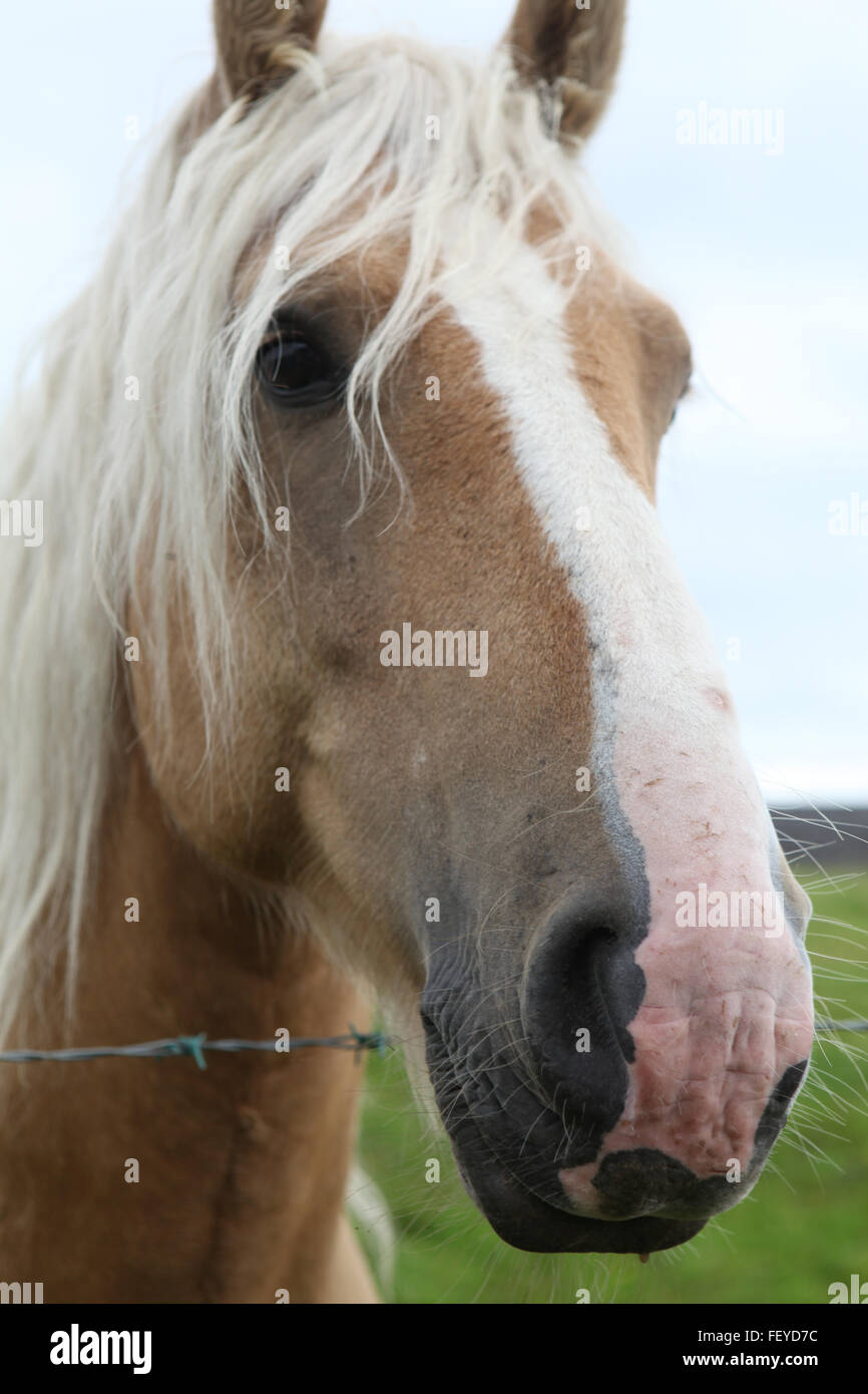 Braun/Beige irische Pferd auf der Wiese, Irland Stockfoto