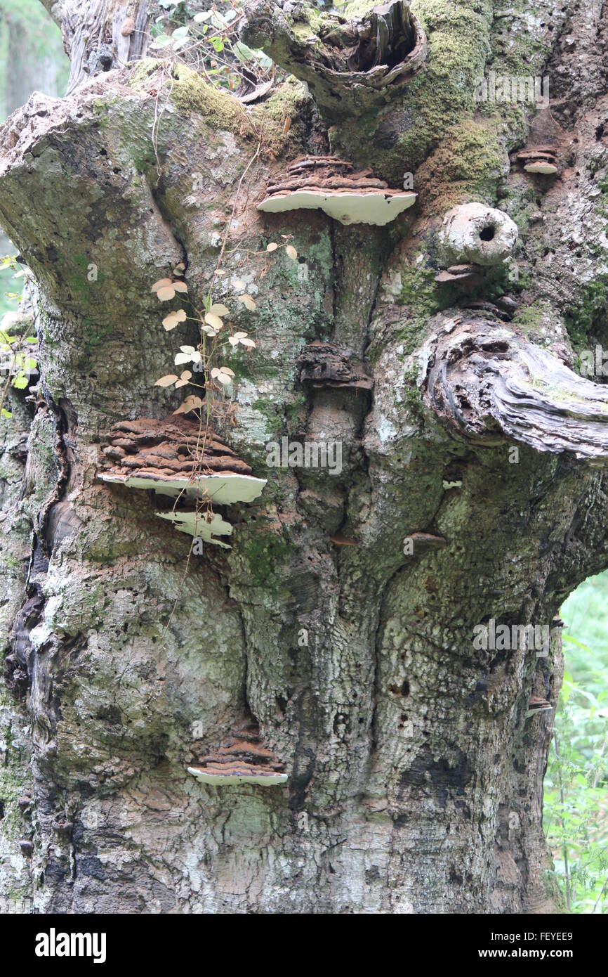 Viele Pilze wachsen auf alten Baum im New Forest Stockfoto