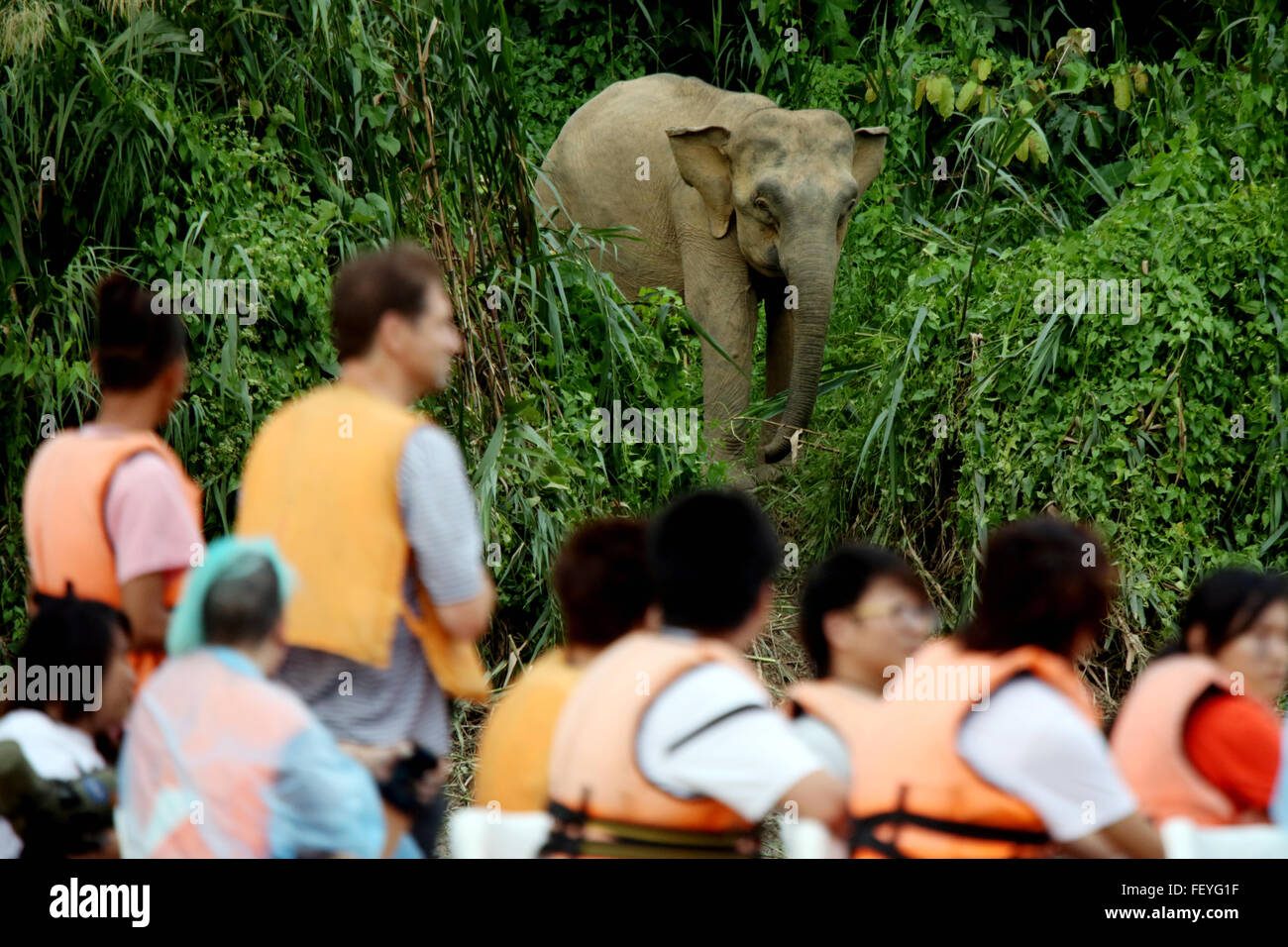 Touristen sehen Pygmäen Elefanten am Kinabatangan Fluss in Sabah, Malaysia Borneo.   Bild - David Stockfoto
