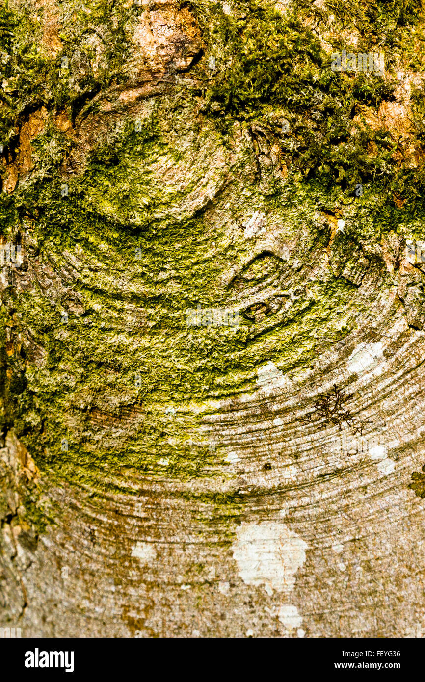 Grünes Moos auf der Rinde eines Baumstammes bei Westonbirt Arboretum, Gloucestershire, England, UK Stockfoto