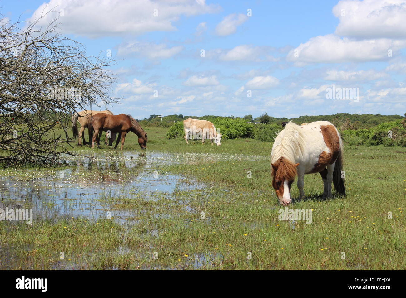 New Forest Ponys, Shetland Pony und Kuh neben Wasser Stockfoto