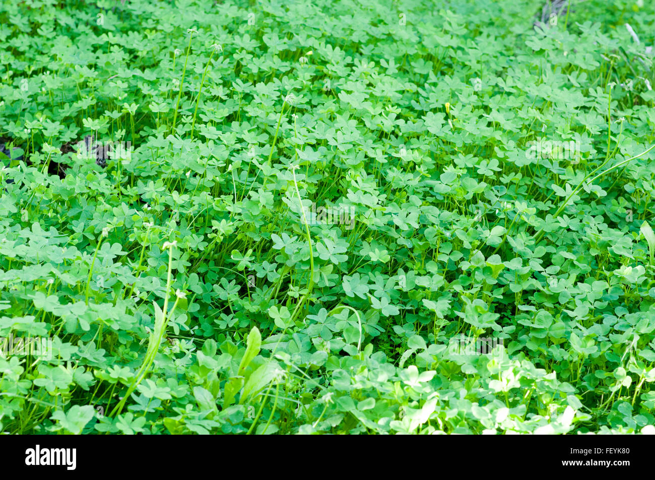 Üppige grüne Unkraut wächst in einem vernachlässigten Garten Stockfoto