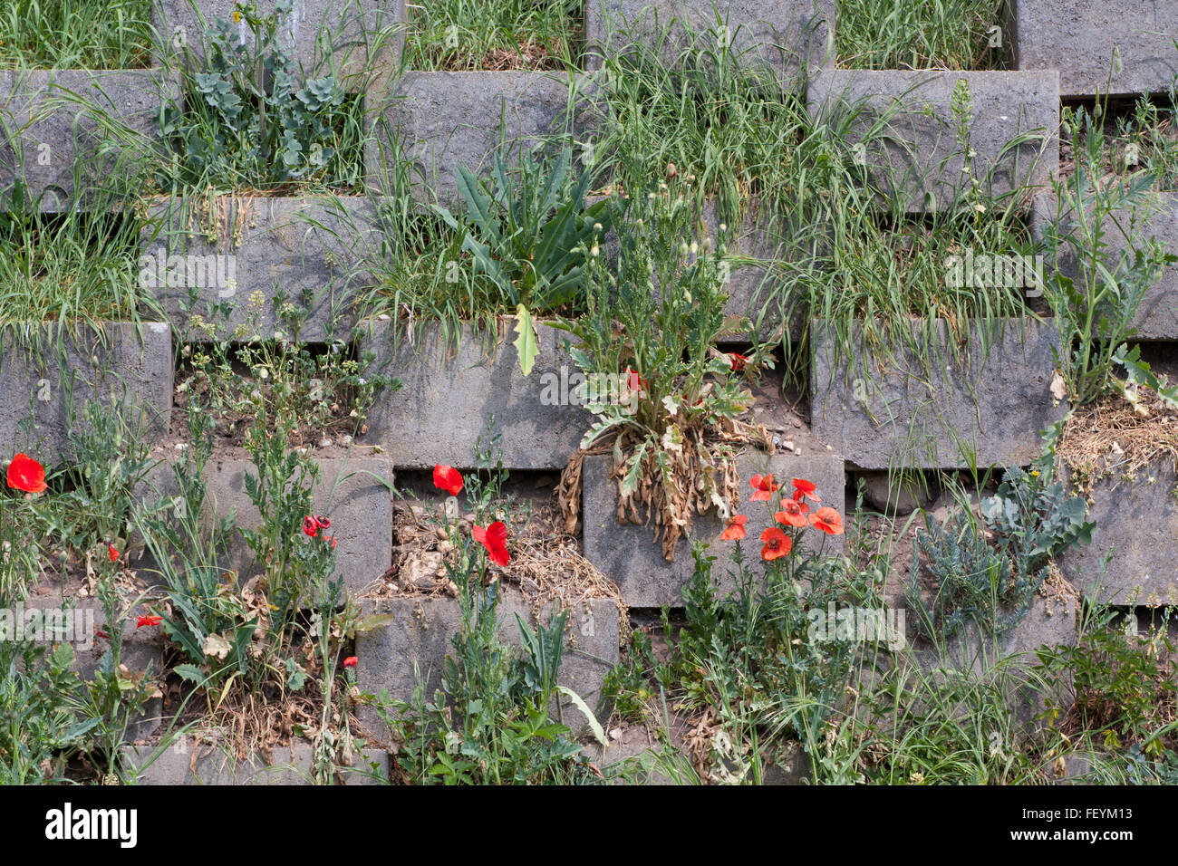 Wand aus pflanzen und blumen Fotos und Bildmaterial in hoher