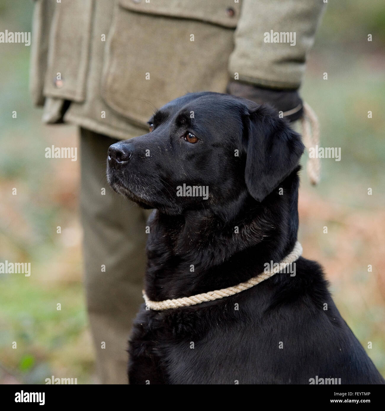 schwarzer Labrador Retriever Besitzer Füßen sitzen Stockfoto