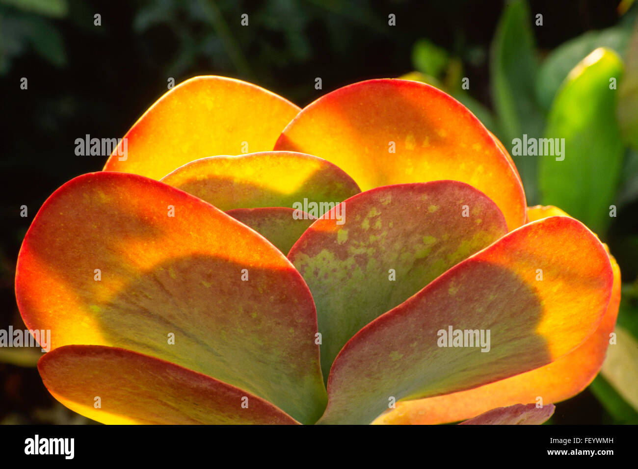 Kalanchoe Thrysifolia, Flippin Pfannkuchen Stockfoto
