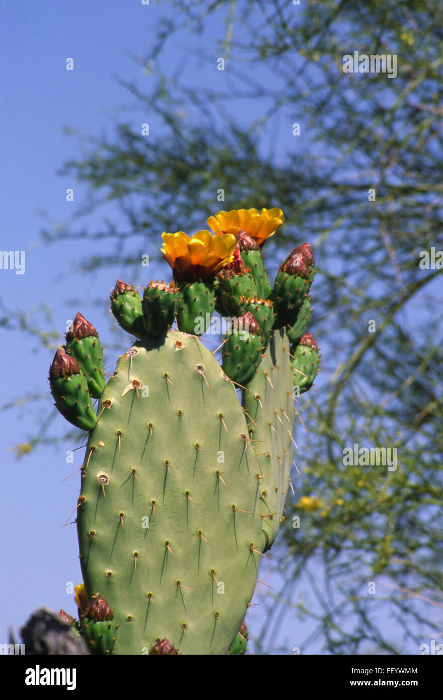 Blühende Insel Prickly Pear Cactus Opuntia Stockfoto