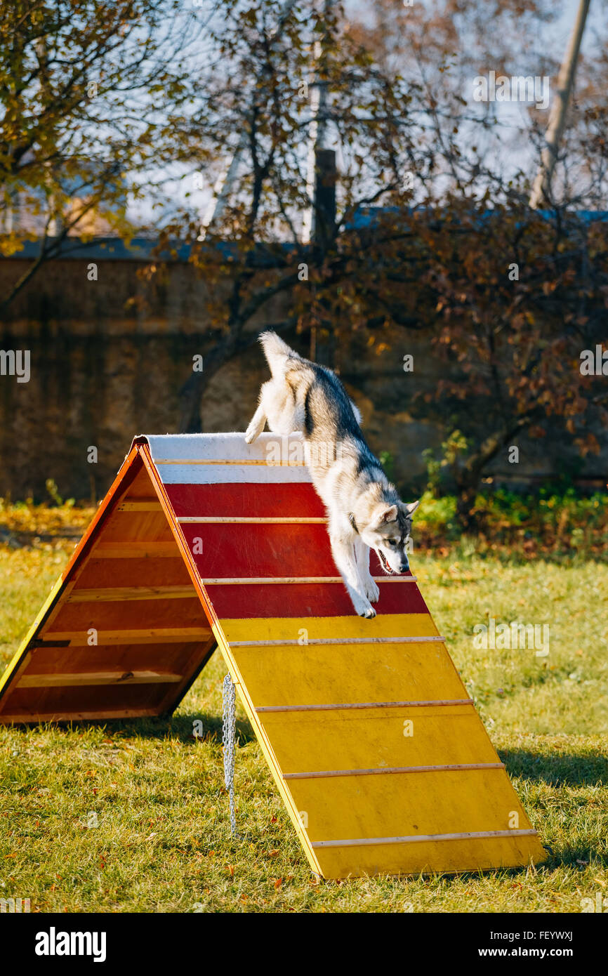 Laufen und springen husky Hund Agility, Hundesport. Stockfoto