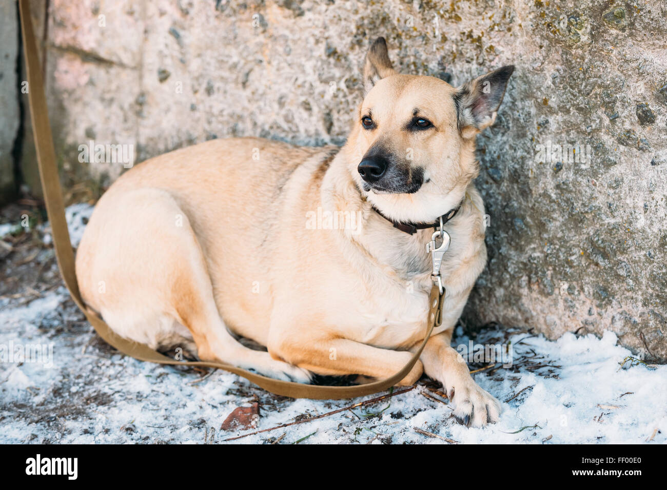 Mischling mittelgroß braun sitzt Hund im freien Stockfoto