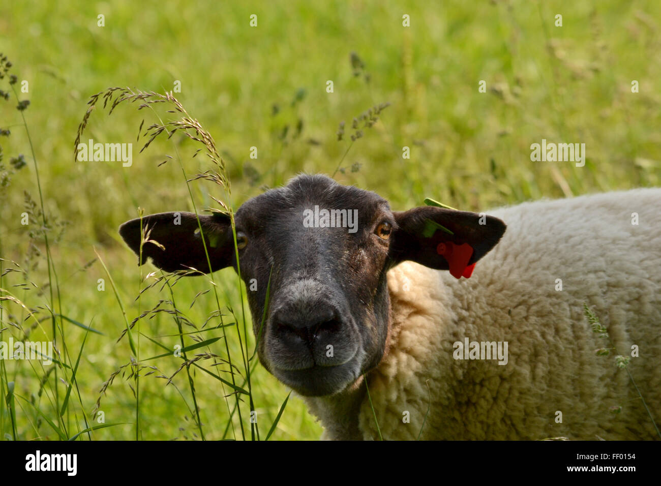 Begrüßen Sie Ihr Fleisch. Schafe mit dunklen Kopf im Feld, mit Blick auf die Kamera Stockfoto