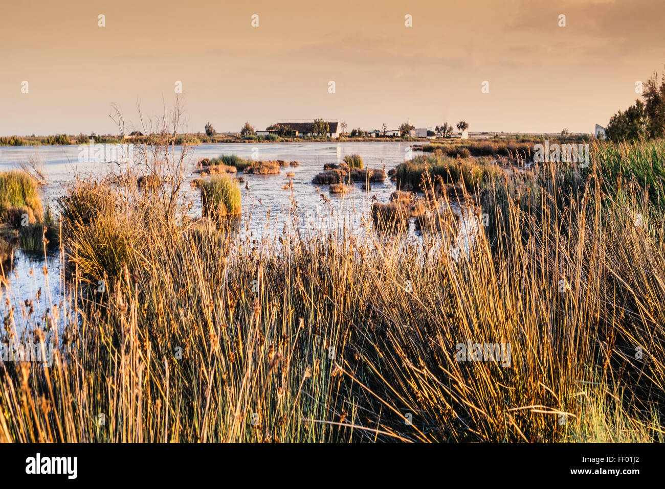 Landschaft in der Nähe von Saint Maries De La Mer, Feuchtgebiete, Camargue, Frankreich Stockfoto