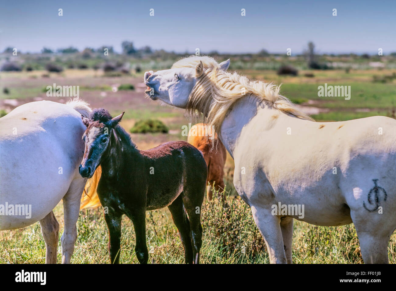 Weißen Camargue-Pferde mit Fohlen, Camargue, Frankreich, Stockfoto