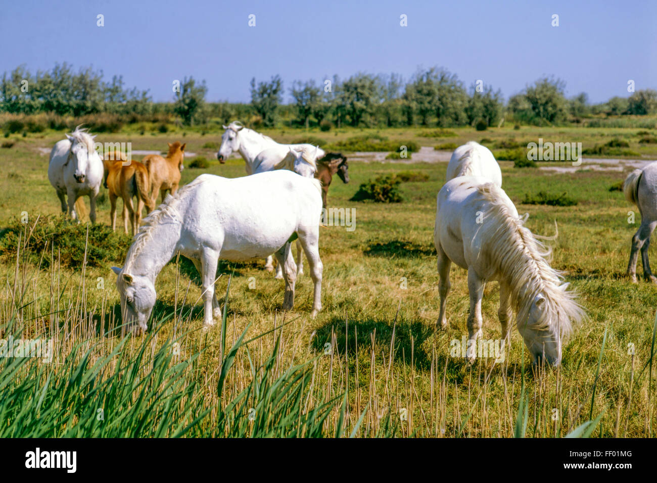 Weißen Camargue-Pferde mit Fohlen, Camargue, Frankreich, Stockfoto