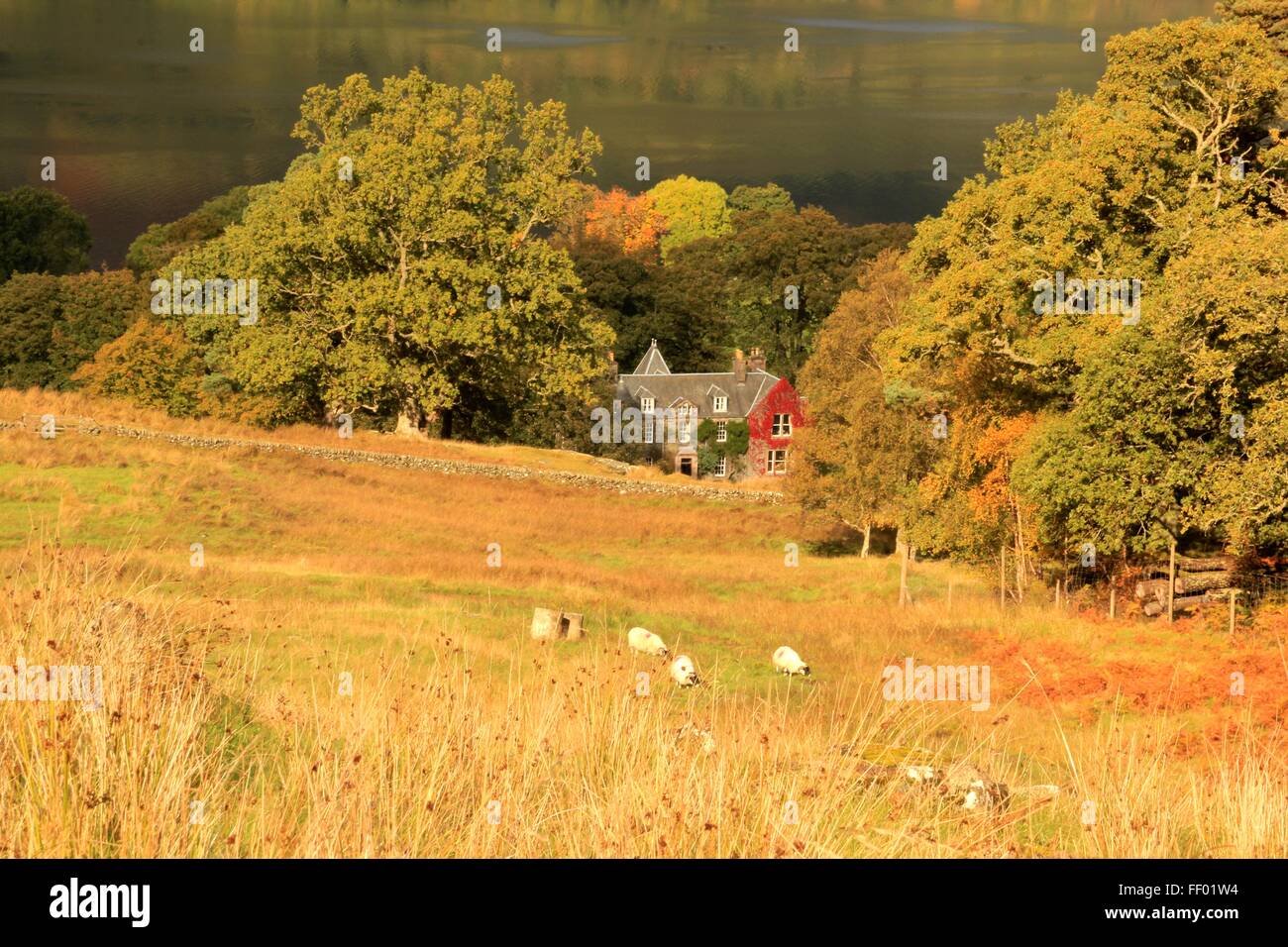 Schafe weiden vor einem roten Efeu bedeckt Haus vor Loch Earn in den schottischen highlands Stockfoto