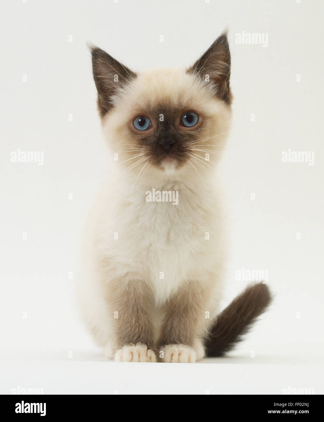 Weiße Kätzchen Stockfotos und -bilder Kaufen - Alamy