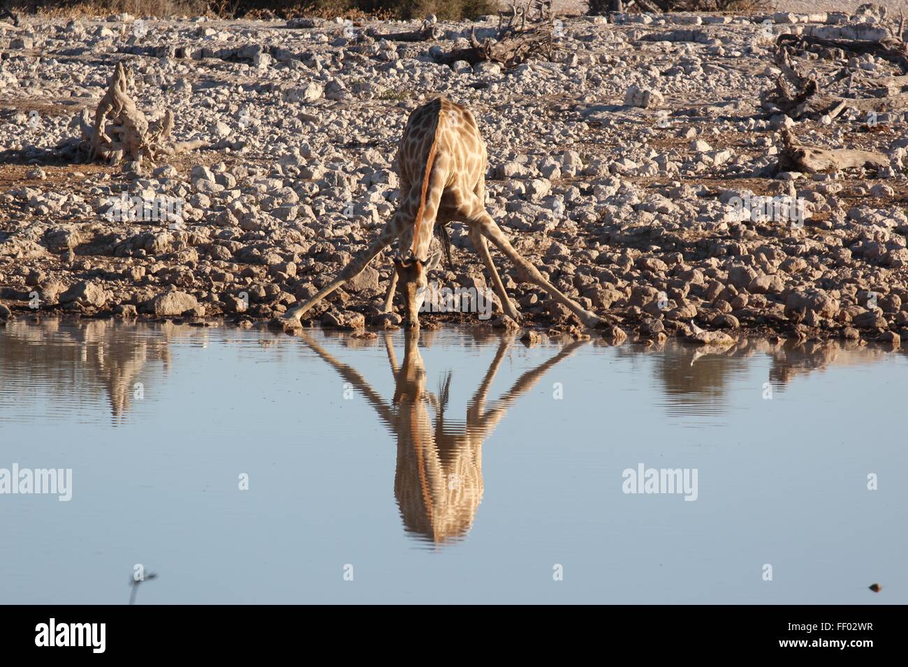 Lustige Giraffe beugt, um Wasser zu trinken Stockfoto