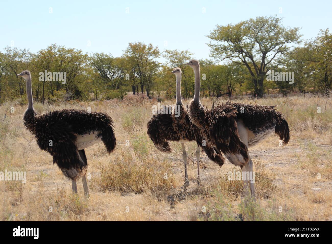 3 Strauße stehen fanning selbst in der afrikanischen Sonne Stockfoto