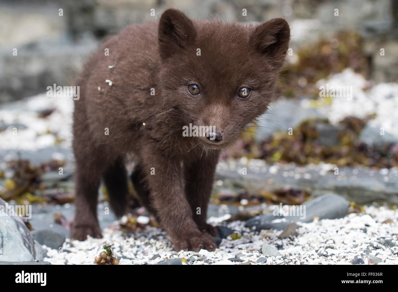Fuchs Schaut Stockfotos Und Bilder Kaufen Alamy