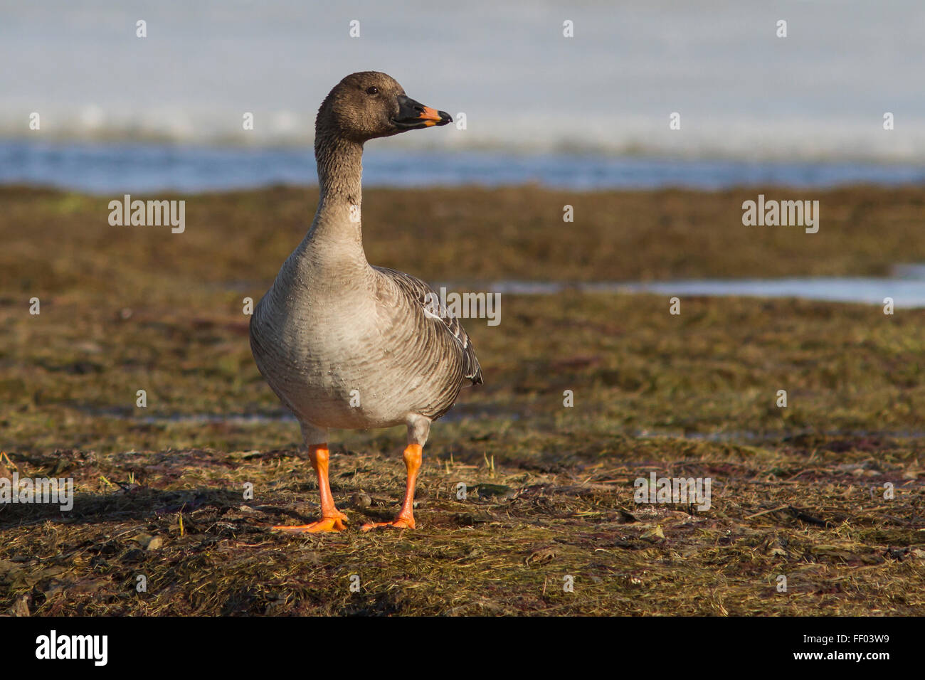 Tundra-Saatgans steht am Ufer des Sees Tundra Frühlingstag Stockfoto