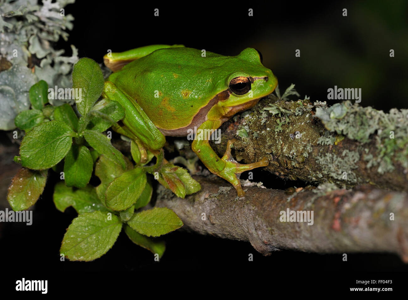 Europäische / gemeinsame Laubfrosch (Hyla Arborea) auf Ast in der Nacht in Flechten bedeckt. Stockfoto