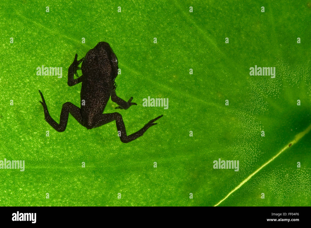 Europäischen gemeinsamen Frosch (Rana Temporaria) Froglet nach der Metamorphose auf Blatt im Teich Stockfoto