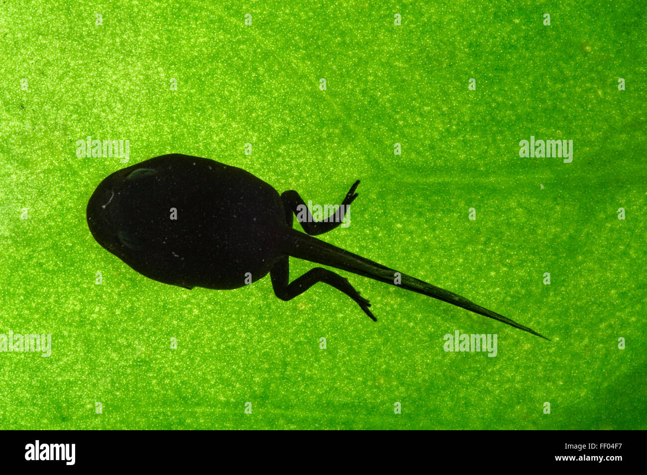 Europäischen gemeinsamen Frosch (Rana Temporaria) Kaulquappe entwickeln Hinterbeine Stockfoto