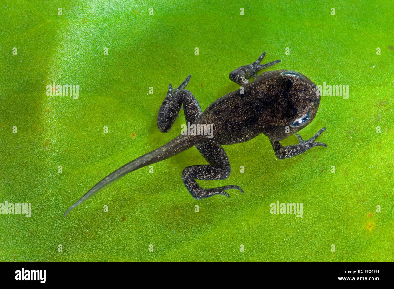 Gemeinsamen Frosch (Rana Temporaria) Froglet mit Gliedmaßen gut entwickelt aber Rute nicht begonnen, um resorbiert werden Stockfoto