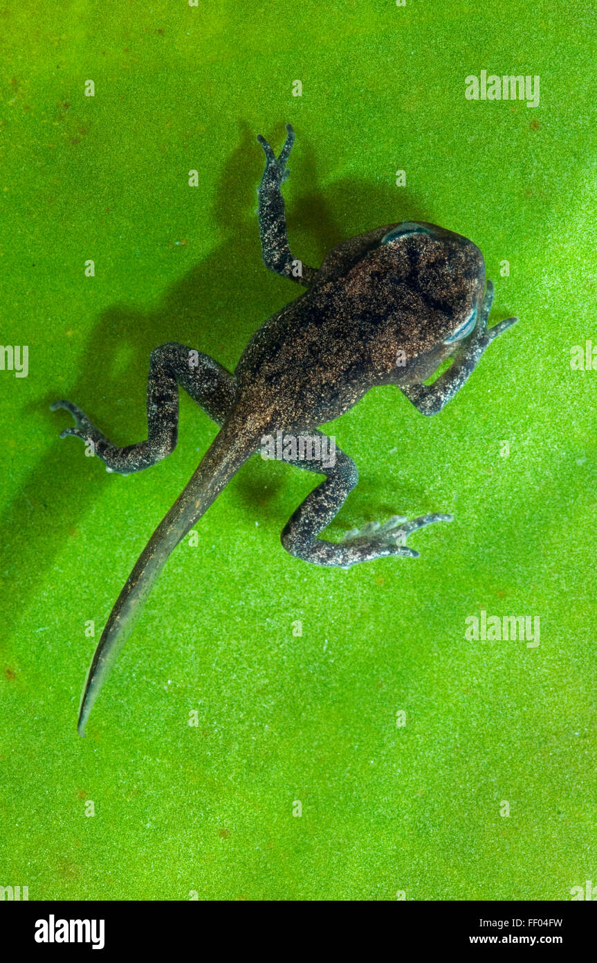 Gemeinsamen Frosch (Rana Temporaria) Froglet mit Gliedmaßen gut entwickelt aber Rute nicht begonnen, um resorbiert werden Stockfoto
