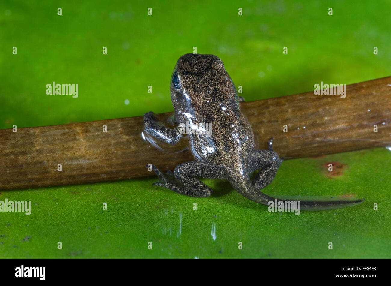 Gemeinsamen Frosch (Rana Temporaria) Froglet mit Gliedmaßen gut entwickelt, verlässt das Wasser Stockfoto