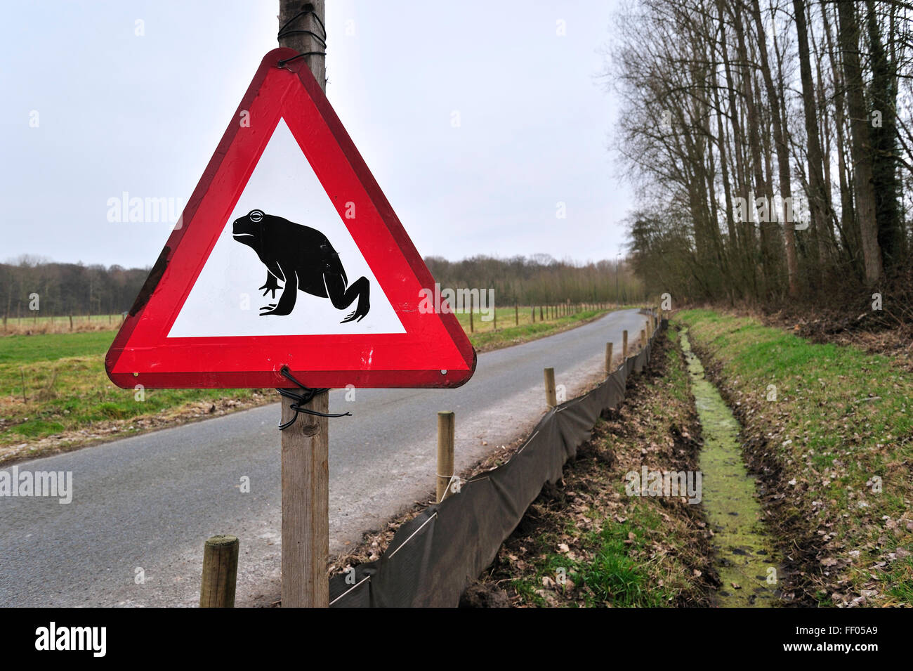 Warnzeichen und Barriere mit Eimern für die Migration Amphibien / Kröten über die Straße während der jährlichen Migration im Frühjahr Stockfoto