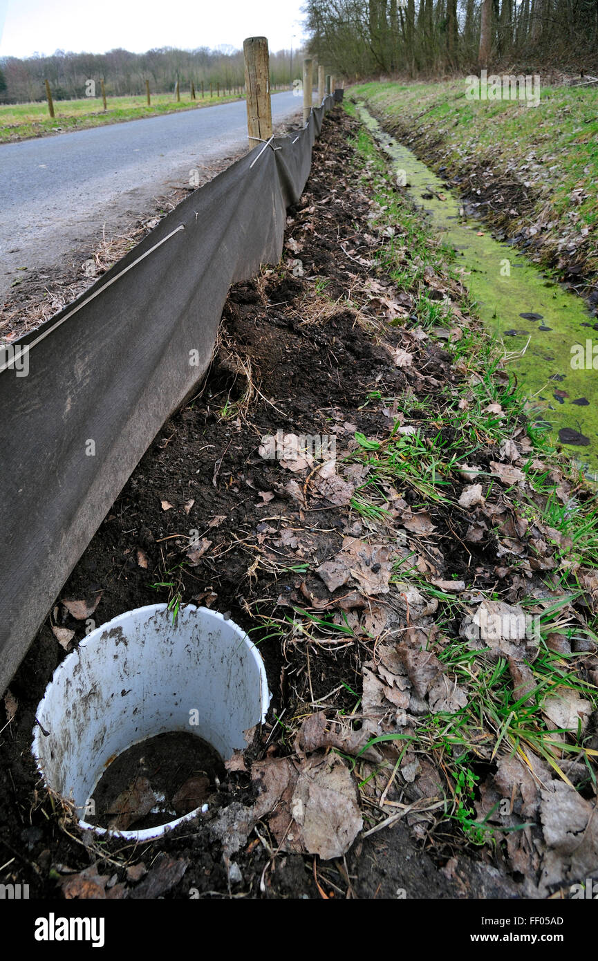Schranke mit Eimer für die Migration Amphibien / Kröten (Bufo Bufo) beim Überqueren der Straße während der jährlichen Migration im Frühjahr Stockfoto