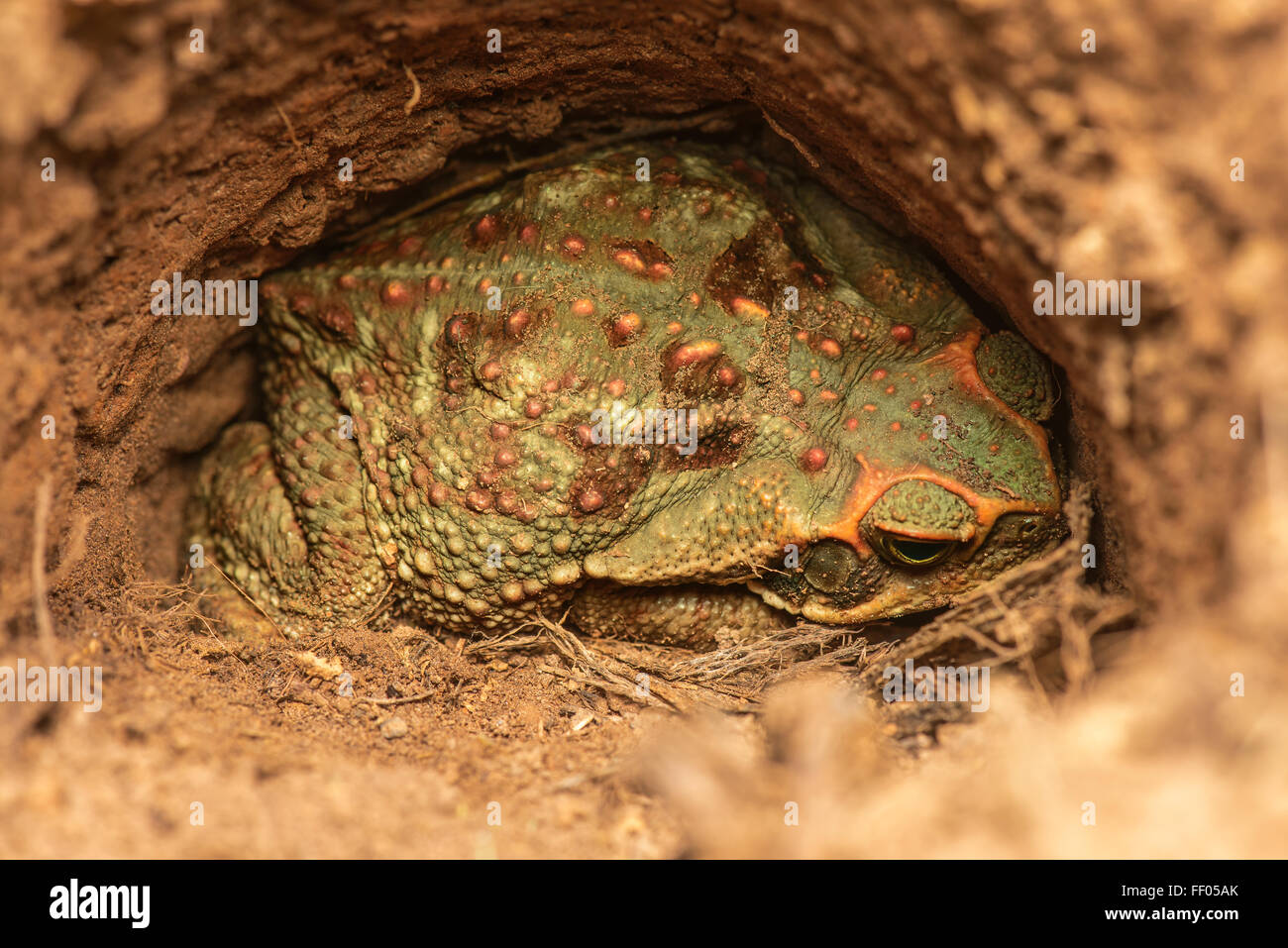 Riesige Kröte verstecken sich in ein Loch. Stockfoto