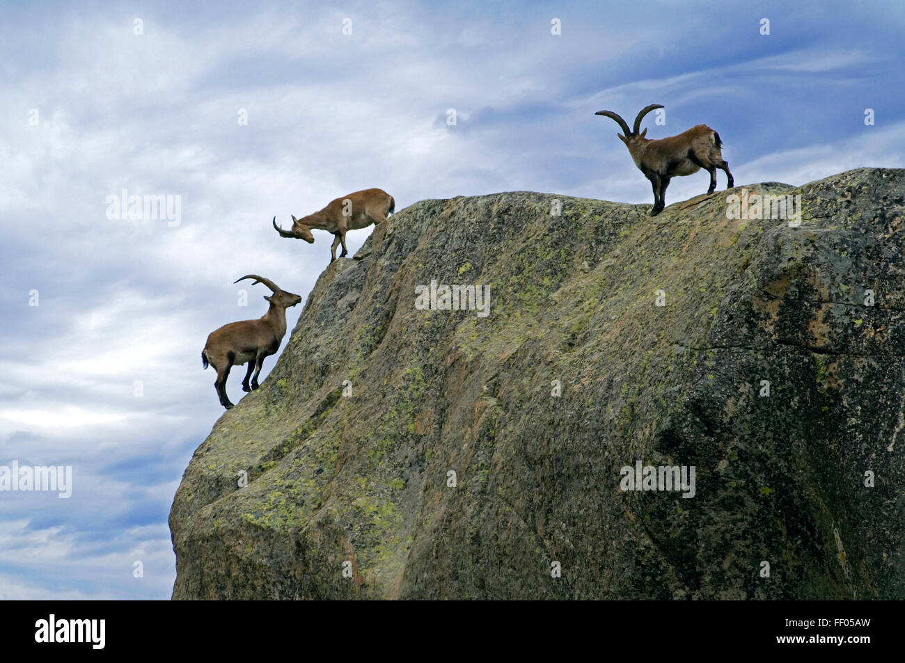 Drei westlichen spanische Steinböcke (Capra Pyrenaica Victoriae) stehen am Rand der Felsen Gesicht, Sierra de Gredos, Spanien Stockfoto