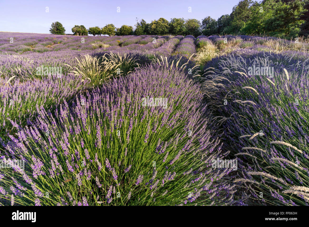 Wilder Lavendel Feld, Alpes-de-Haute-Provence, Landschaft, Bäume, Provence, Frankreich Stockfoto