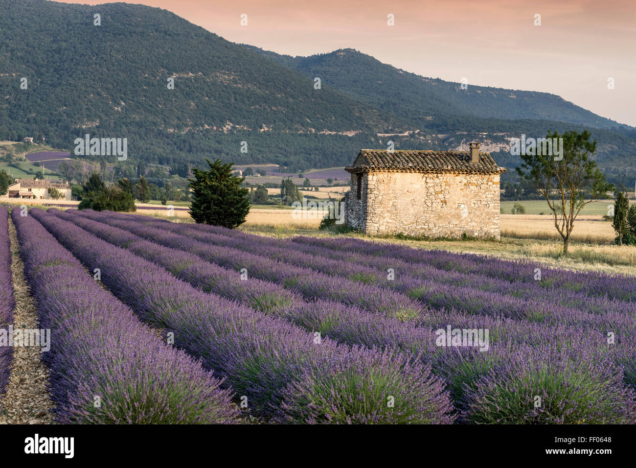 Lavendel, Feld, Lavandula Angustifolia, Plateau de Valensole, Frankreich, Provence-Alpes-Cote d ' Azur, Frankreich Stockfoto