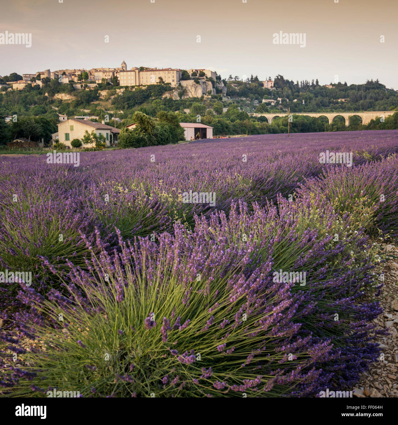 Lavendel-Feld, Dorf Sault, Alpes-de-Haute-Provence, Landschaft, Provence, Frankreich Stockfoto