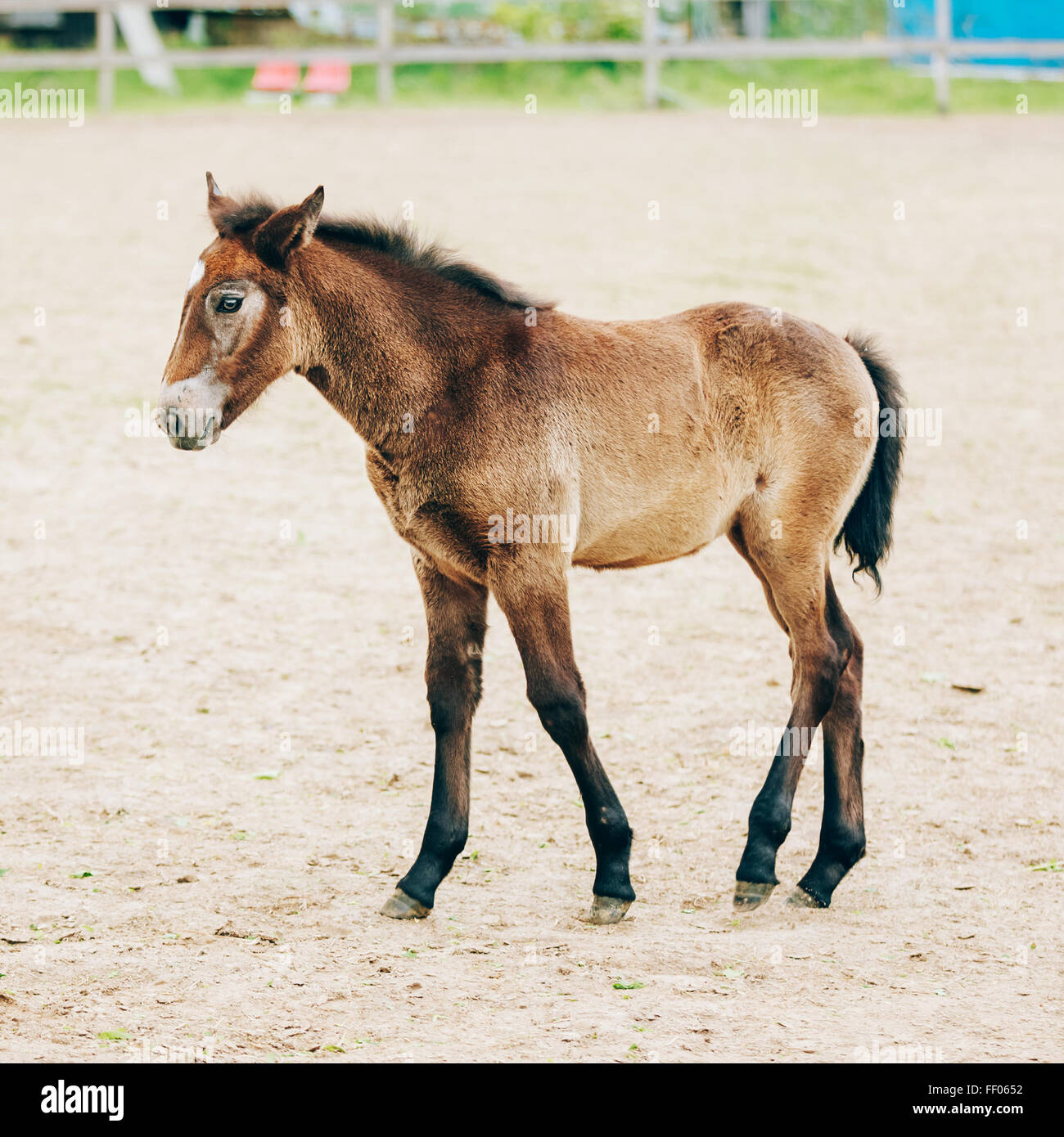 Porträt des braunen Fohlen junges Pferd. Getönten Sofortbild Stockfoto