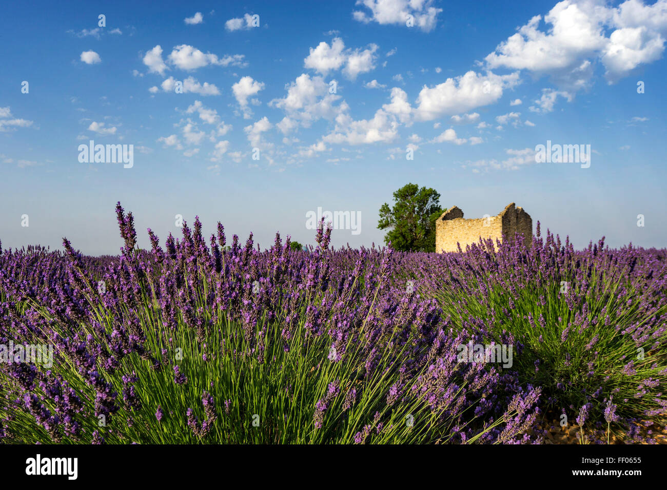 Lavendel, Feld, Lavandula Angustifolia, Plateau de Valensole, Frankreich, Provence-Alpes-Cote d ' Azur, Frankreich Stockfoto