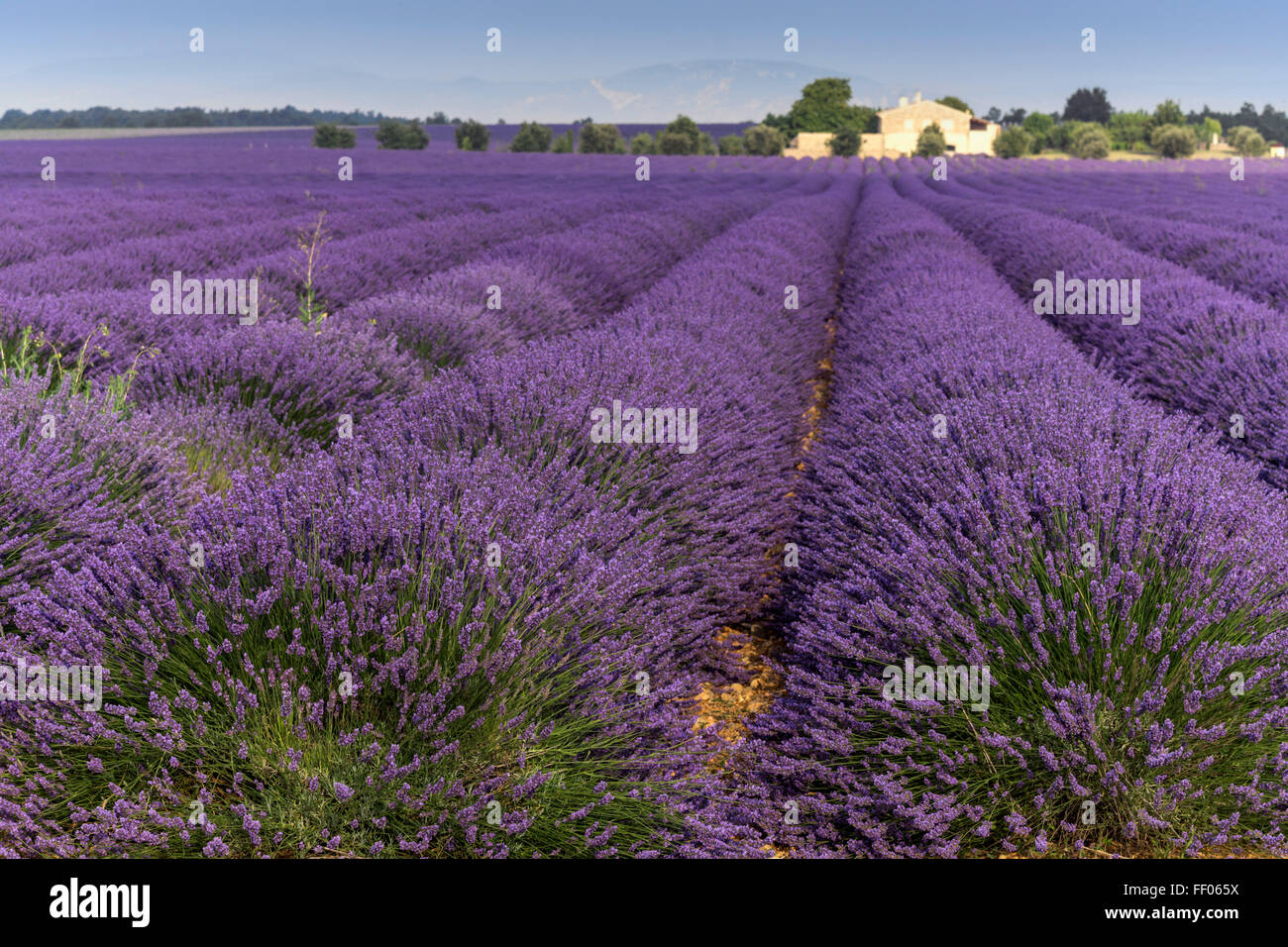 Lavendel-Feld, Plateau de Valensole, Steinhaus, Vaucluse, Alpes-de-Haute-Provence, Landschaft, Provence, Frankreich Stockfoto
