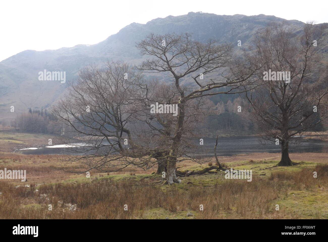 Die Bäume und Wasser bei Blea Tarn, Langdale Cumbria Stockfoto