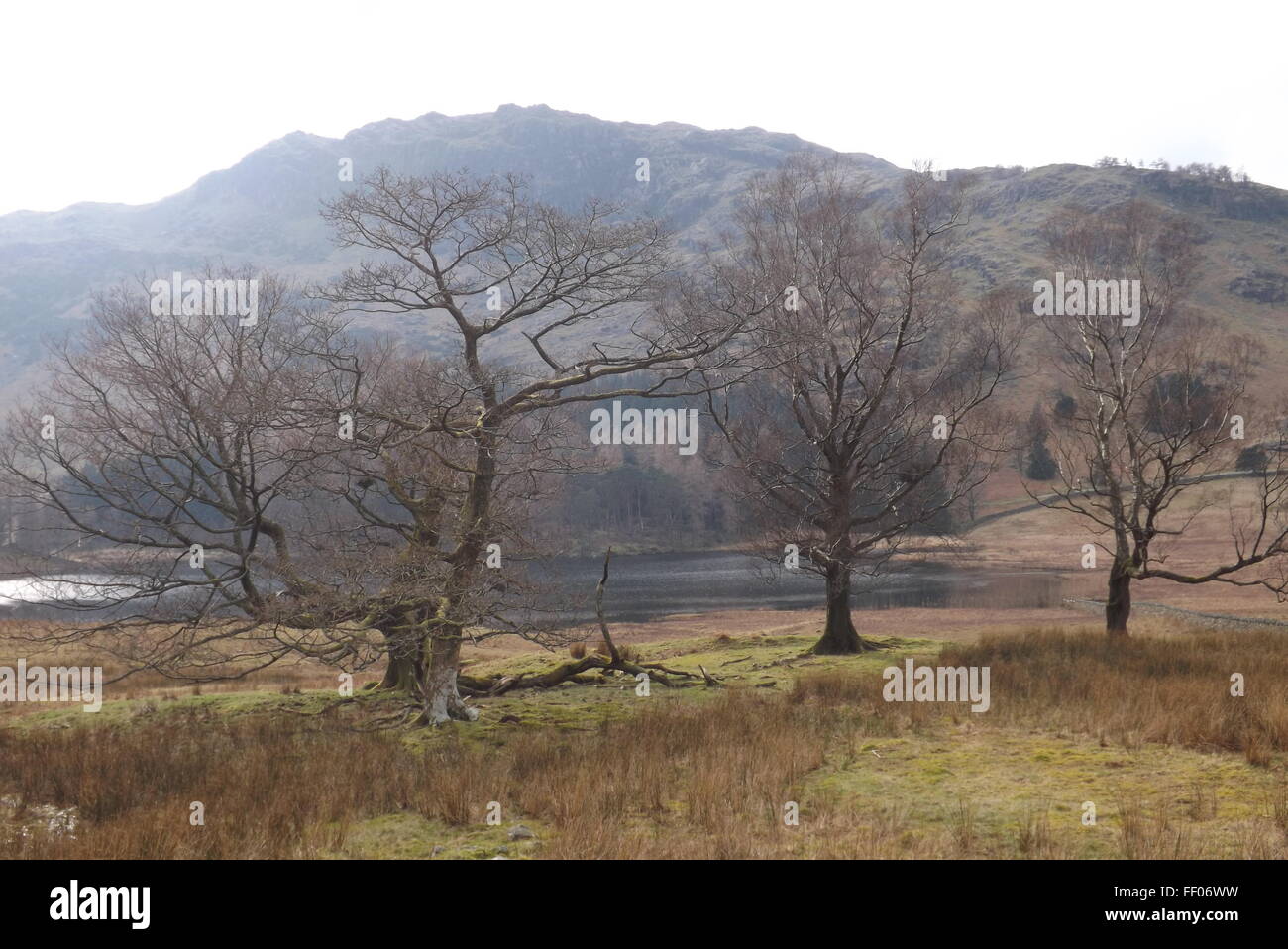 Die Bäume und Wasser bei Blea Tarn, Langdale Cumbria Stockfoto