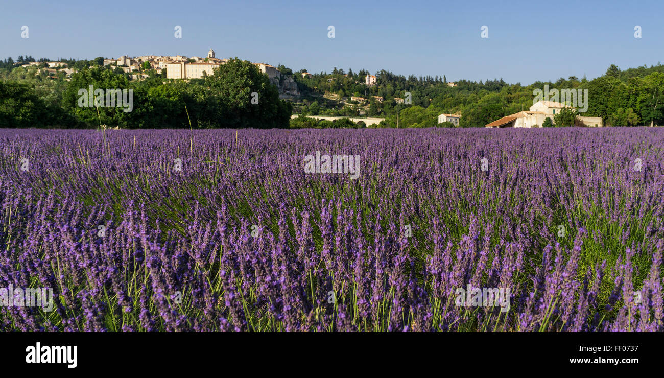 Lavendel-Feld, Dorf Sault, Alpes-de-Haute-Provence, Landschaft, Provence, Frankreich Stockfoto