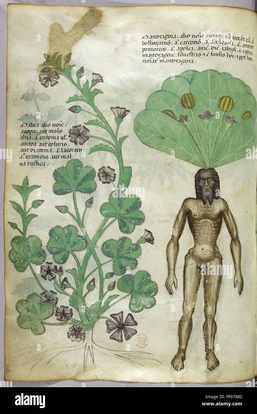 Illustration aus Tractatus de Herbis Stockfoto