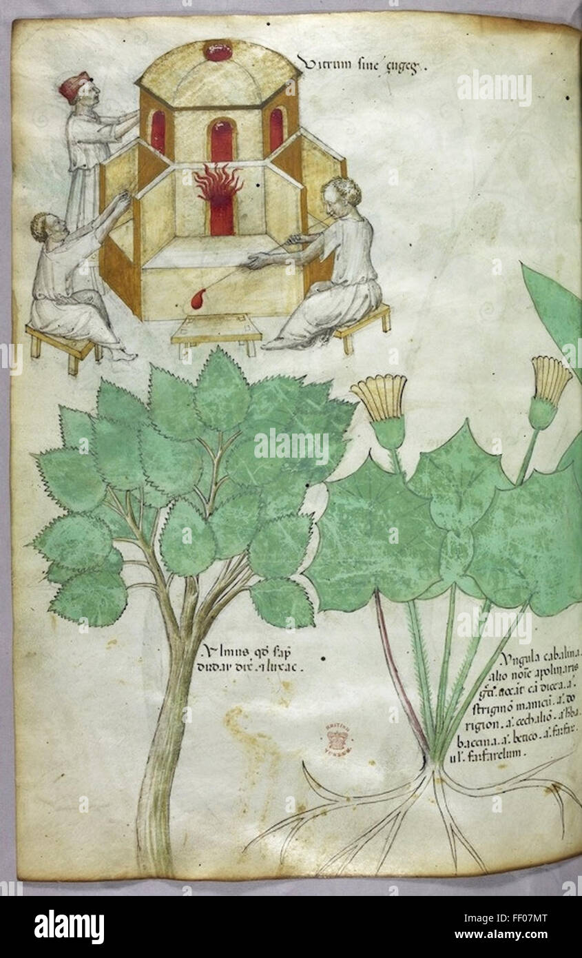 Illustration aus Tractatus de Herbis Stockfoto