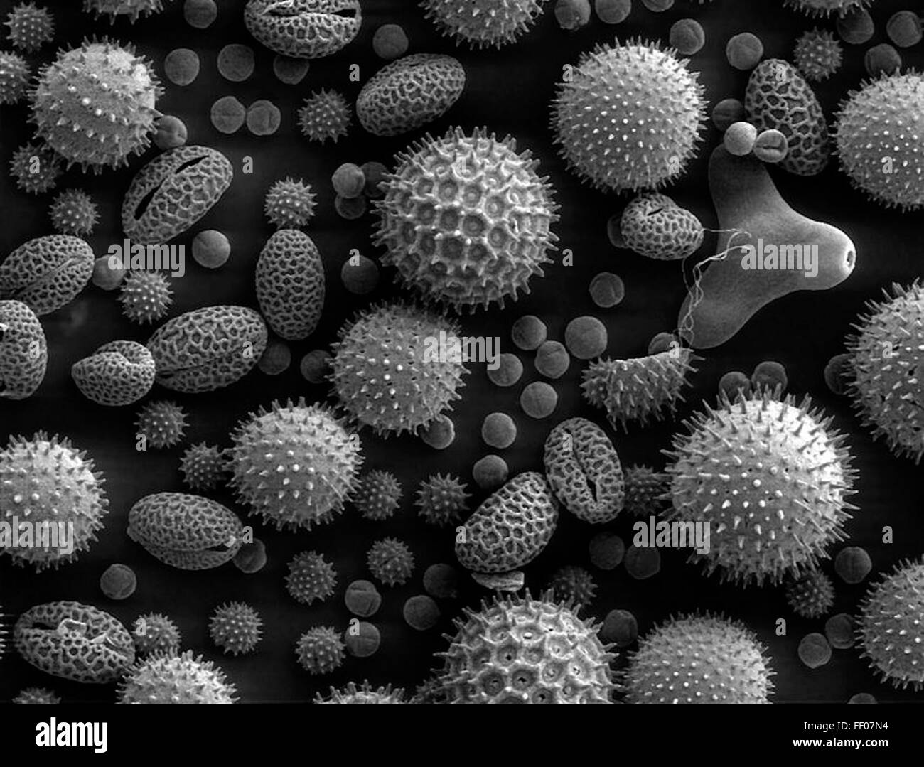 Pollen aus einer Vielzahl von gemeinsamen Anlagen vergrößert 500 Stockfoto