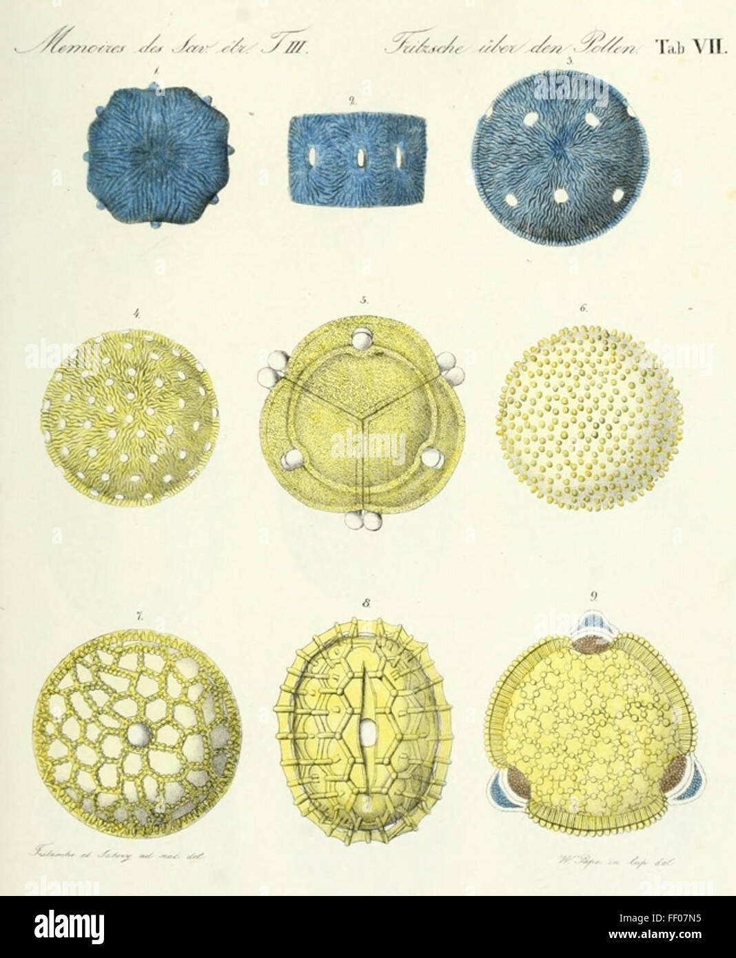 Illustration von Pollen aus Carl Julius Fritzsches schlug Den Pollen Stockfoto