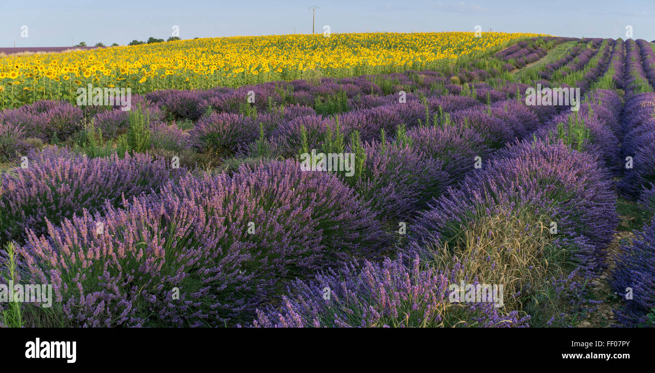 Lavendel Feld, Sonnenblumen, Plateau de Valensole, Alpes de Haute Provence, Parc Naturel Regional du Verdon, Frankreich, Stockfoto