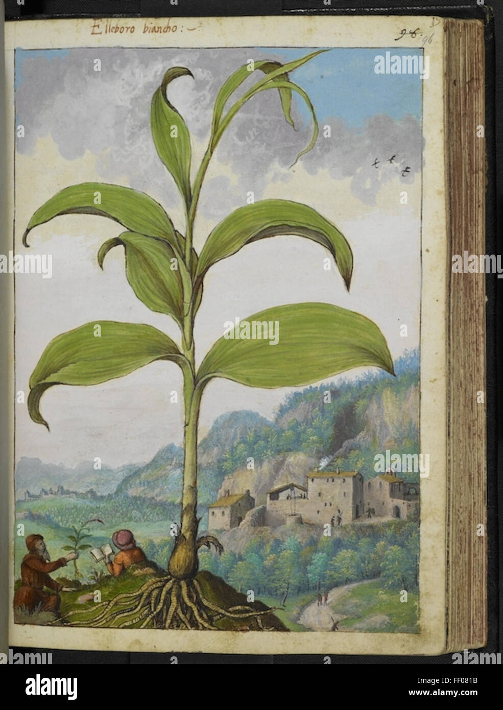 Eine Aquarellillustration aus Pedanius Dioscorides's *de Materia Medica*, die detaillierte botanische Darstellungen von Pflanzen zeigt, die in der Medizin in der Antike verwendet wurden. Die Illustrationen sind Teil eines berühmten klassischen Textes über Pharmakologie, der Kunst und Wissenschaft verbindet. Stockfoto