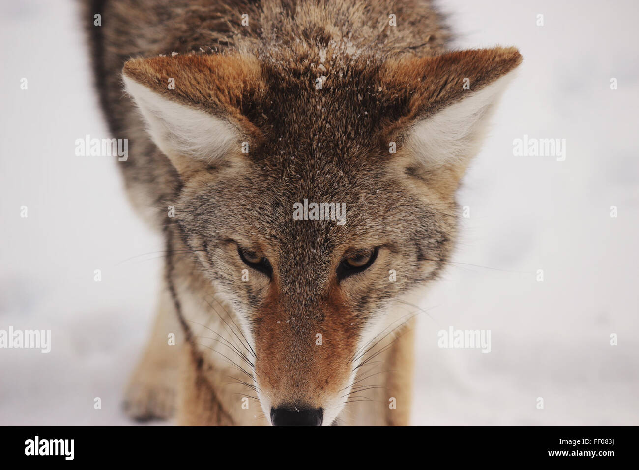 Porträt von Coyote Porträt von Coyote Stockfoto