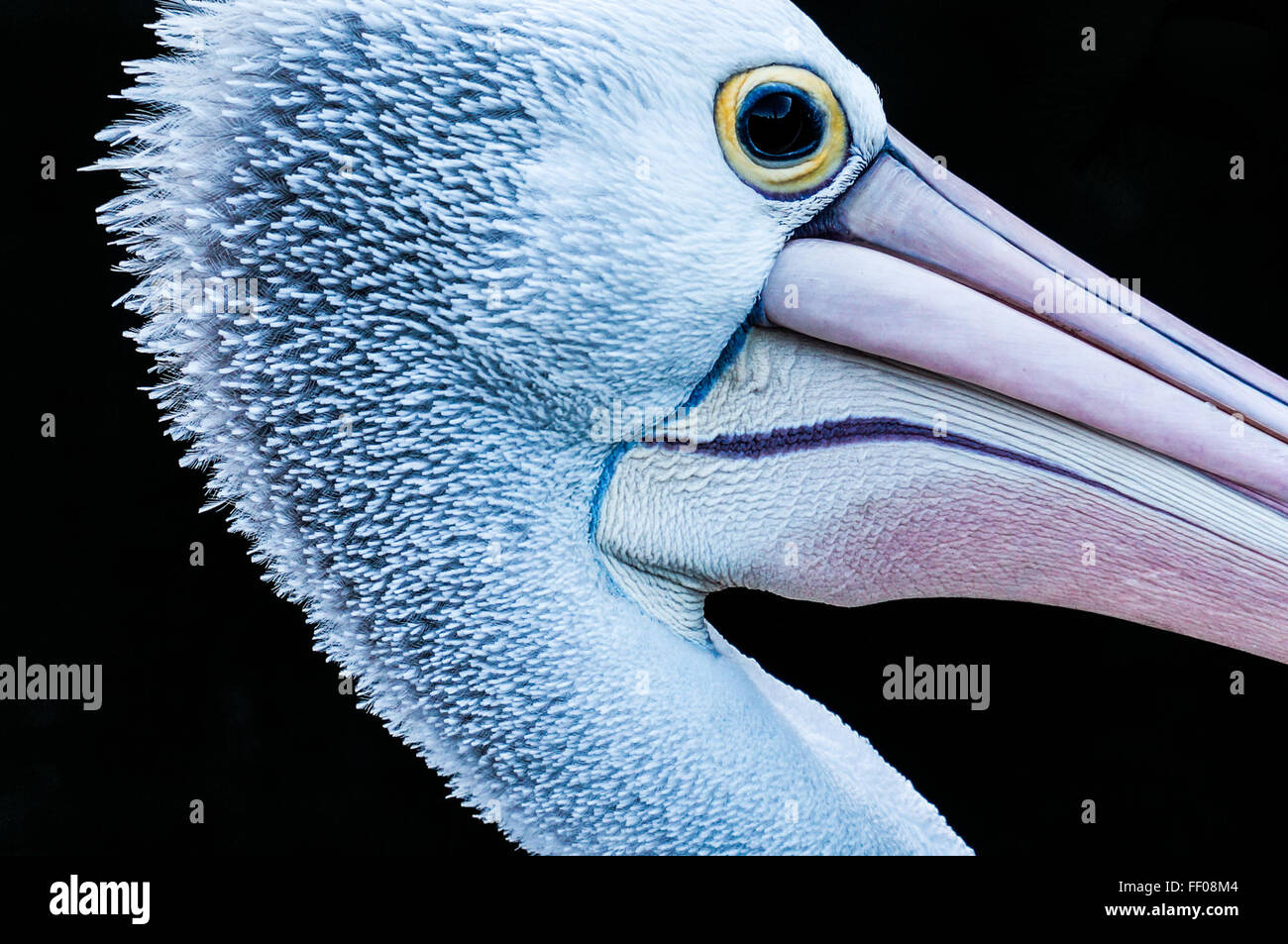 Pelikan Pelikan Kopf Stockfoto