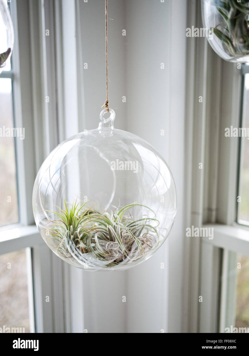 Hängende Glaskugel hält Sukkulente hängende Glaskugel mit saftigen Plan Stockfoto